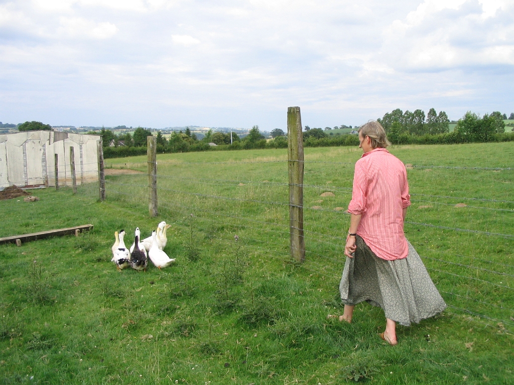 20050708 SHEPHERDING YOUNG GEESE AND DUCKS.jpg